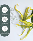 Plant Therapy Cananga Essential Oil