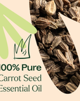 Plant Therapy Carrot Seed Essential Oil