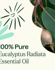 Plant Therapy Eucalyptus Radiata Essential Oil