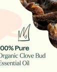 Plant Therapy Clove Bud Organic Essential Oil
