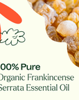 Plant Therapy Frankincense Serrata Organic Essential Oil