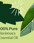 Plant Therapy Ravintsara Essential Oil