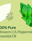 Plant Therapy Peppermint Western US Essential Oil