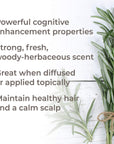 Plant Therapy Rosemary 1,8-Cineole Essential Oil