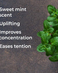 Plant Therapy Spearmint Essential Oil