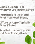 Plant Therapy Top 6 Organic Blends Set