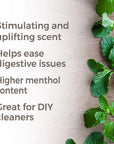 Plant Therapy Peppermint Western US Essential Oil - OilyPod