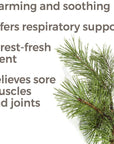 Plant Therapy Pine Scots Essential Oil - OilyPod