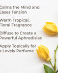 Plant Therapy Ylang Ylang Extra Essential Oil - OilyPod