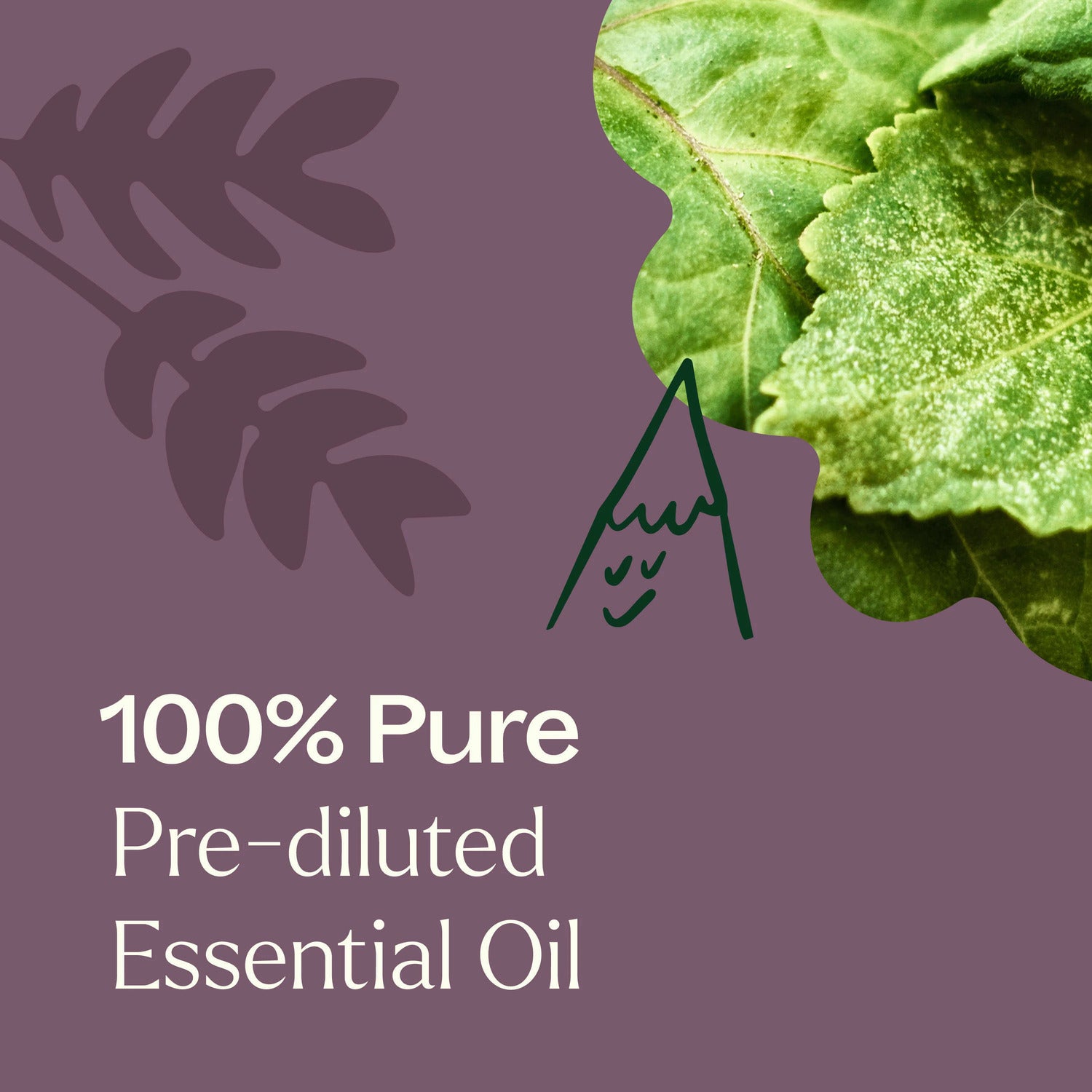 Plant Therapy Aged Dark Patchouli Essential Oil