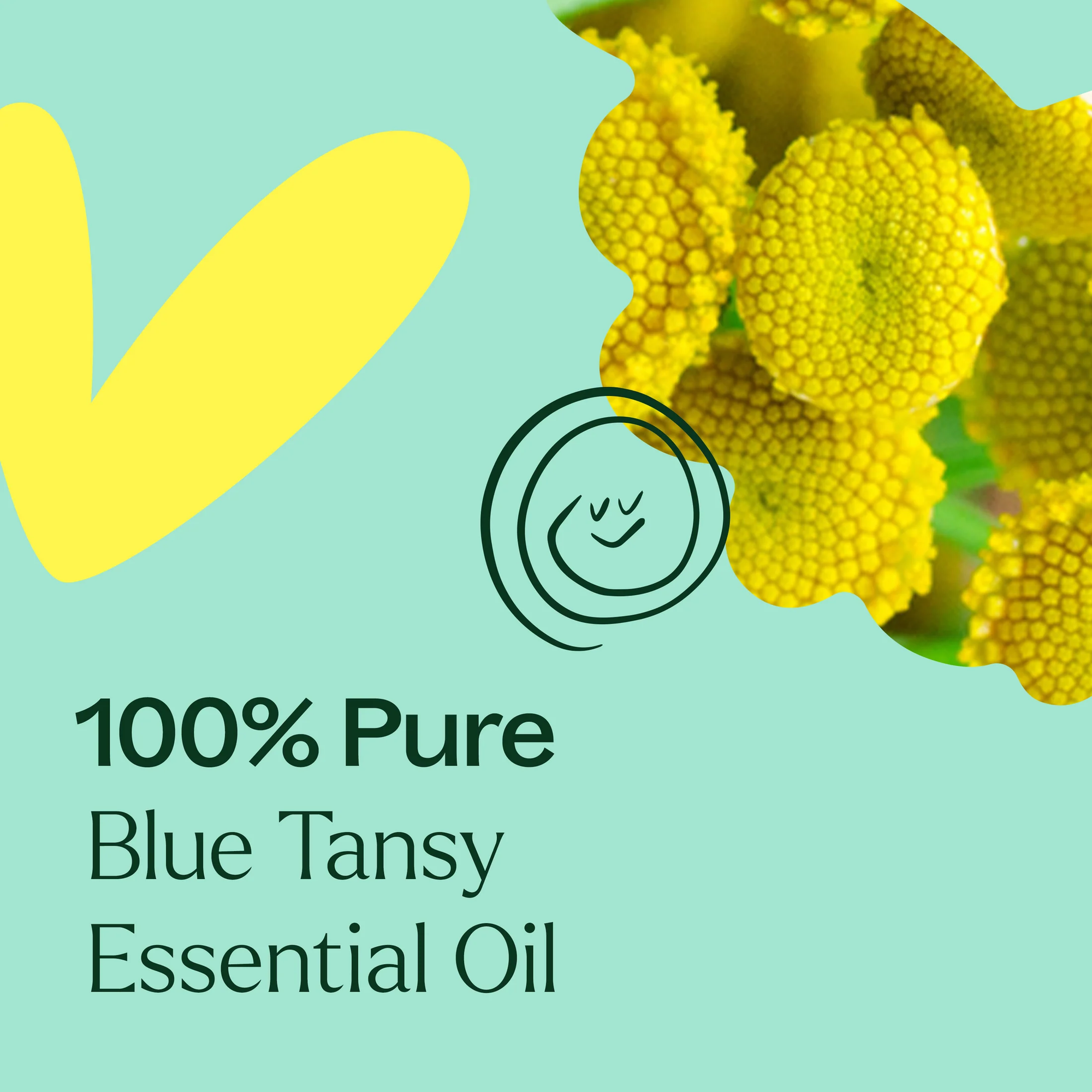 Plant Therapy Blue Tansy Essential Oil