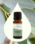 Plant Therapy Eucalyptus Globulus Essential Oil