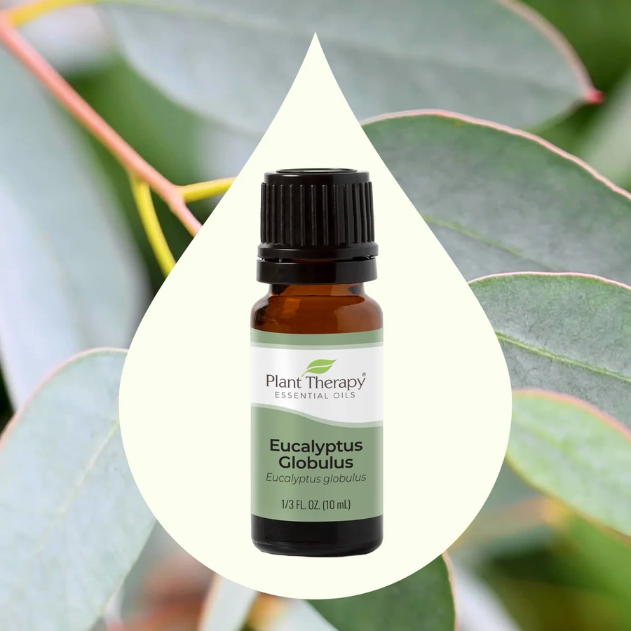 Plant Therapy Eucalyptus Globulus Essential Oil