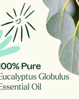 Plant Therapy Eucalyptus Globulus Essential Oil