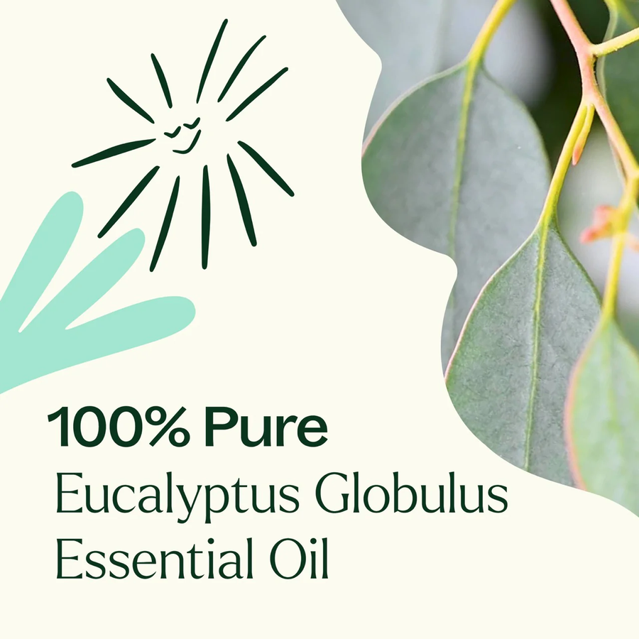 Plant Therapy Eucalyptus Globulus Essential Oil