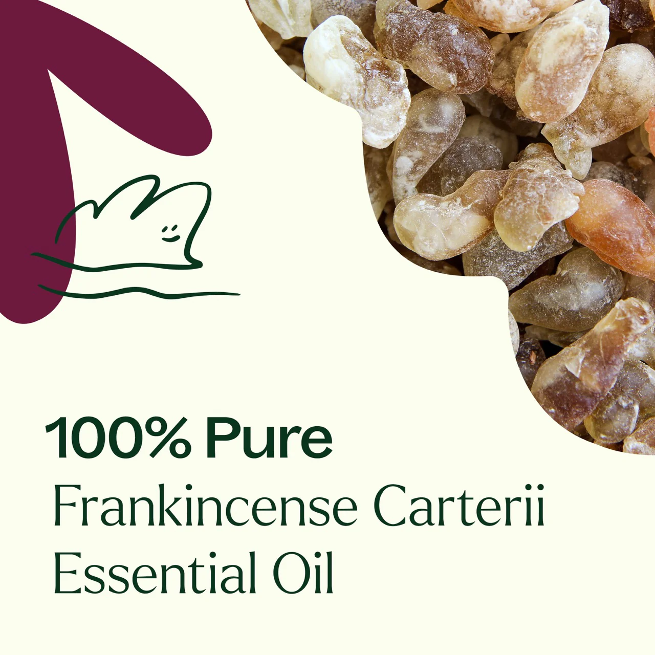 Plant Therapy Frankincense Carterii Essential Oil