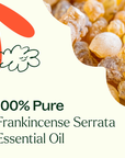 Plant Therapy Frankincense Serrata Essential Oil