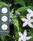 Plant Therapy Jasmine Grandiflorum Absolute