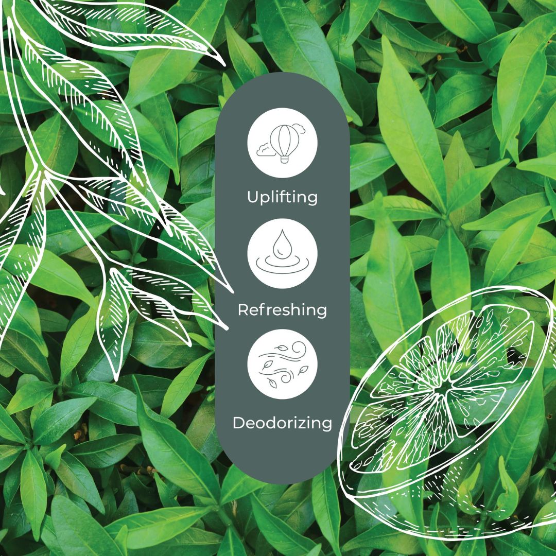 Plant Therapy Lemon Scented Tea Tree Essential Oil