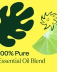 Plant Therapy Lime in the Coconut Essential Oil Blend