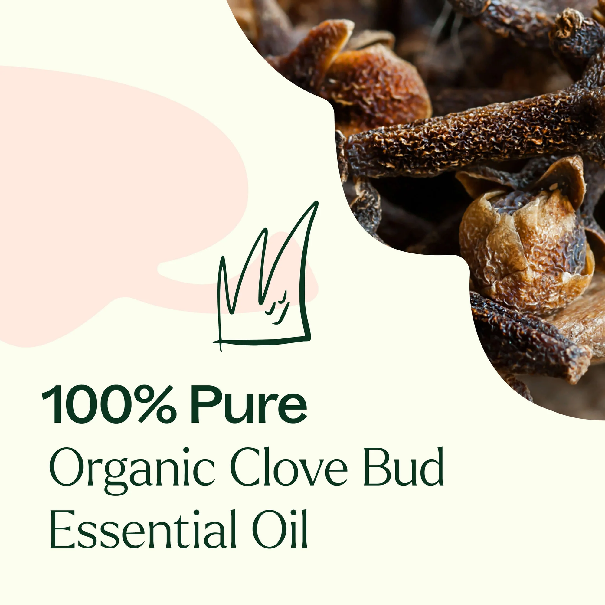 Plant Therapy Clove Bud Organic Essential Oil