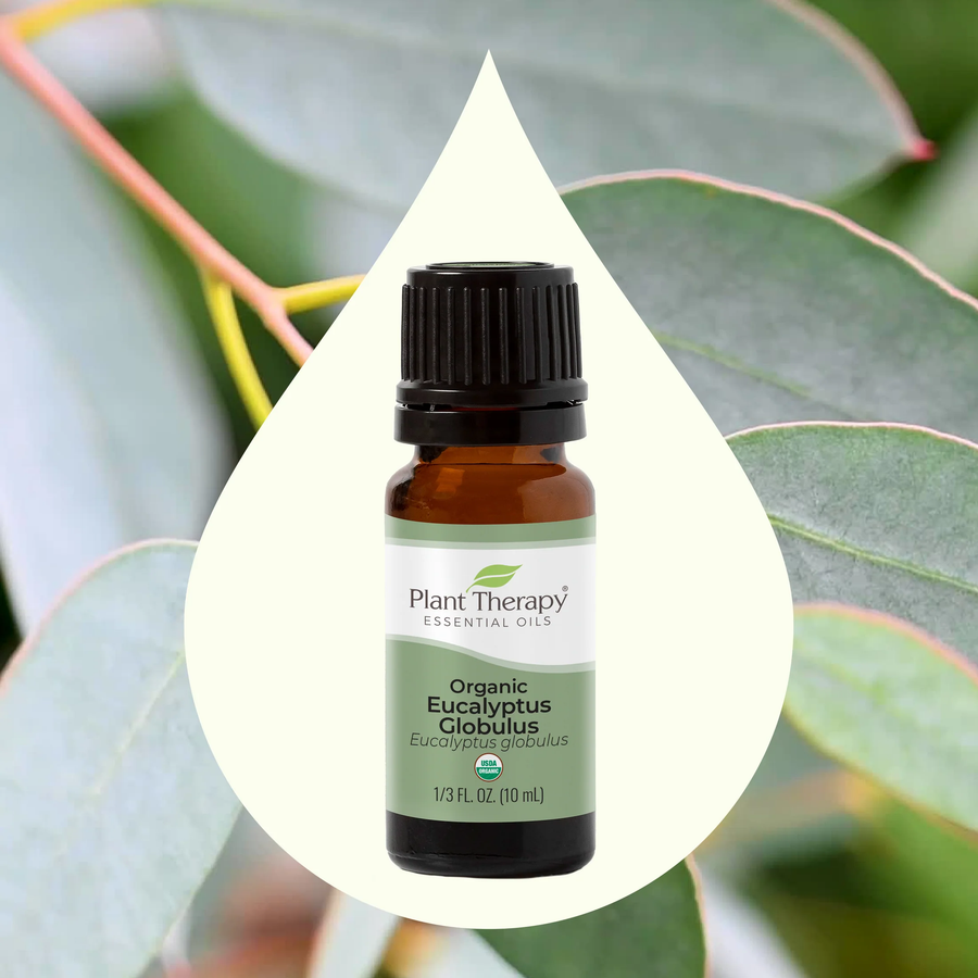 Plant Therapy Eucalyptus Globulus Organic Essential Oil