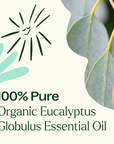 Plant Therapy Eucalyptus Globulus Organic Essential Oil