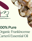 Plant Therapy Frankincense Carterii Organic Essential Oil