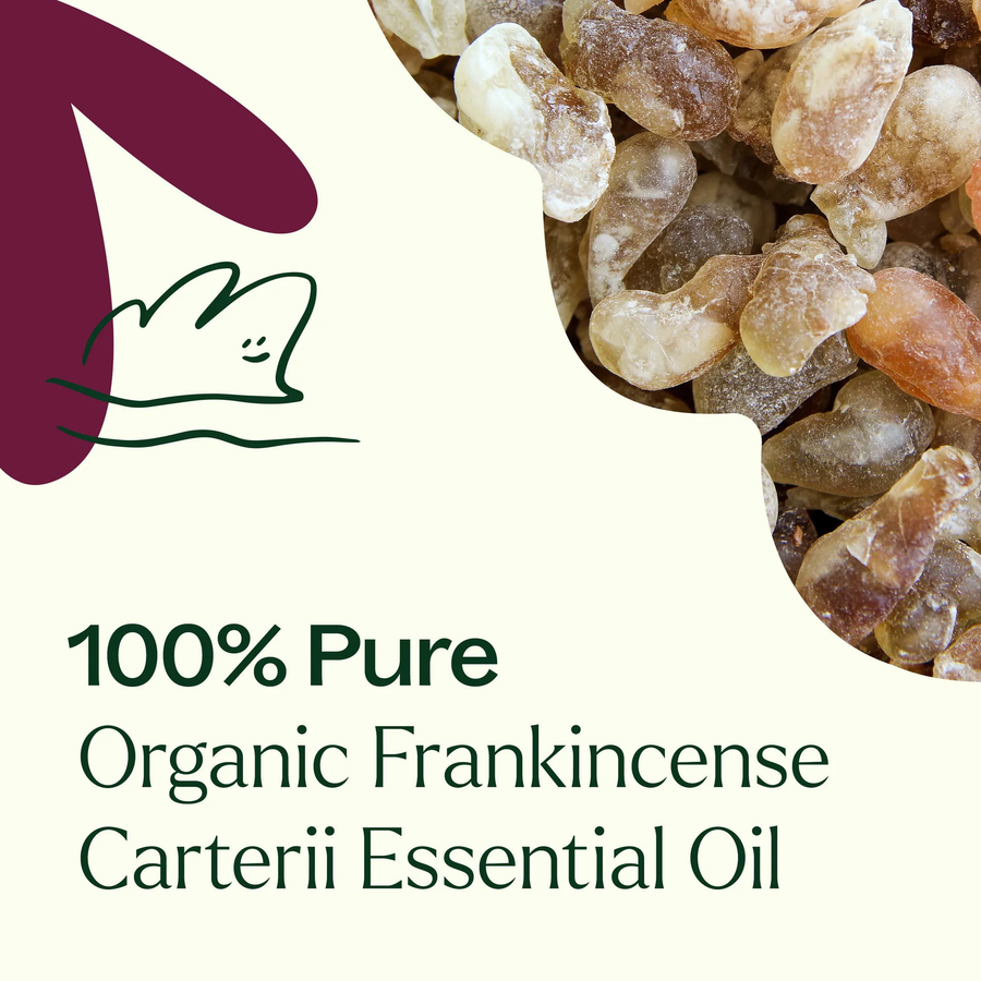 Plant Therapy Frankincense Carterii Organic Essential Oil