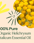 Plant Therapy Helichrysum Italicum Organic Essential Oil