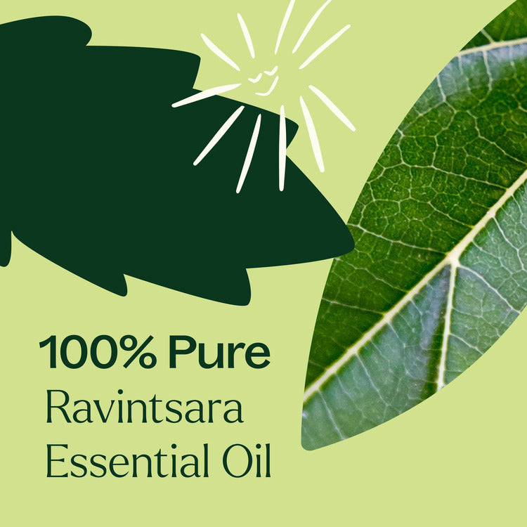 Plant Therapy Ravintsara Essential Oil