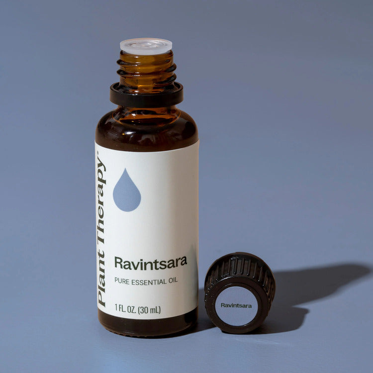 Plant Therapy Ravintsara Essential Oil