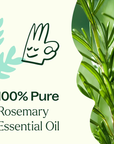 Plant Therapy Rosemary 1,8-Cineole Essential Oil