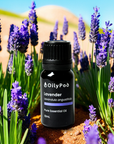 OilyPod Lavender Essential Oil 10ml - 100% Pure & Natural, Calming & Relaxing