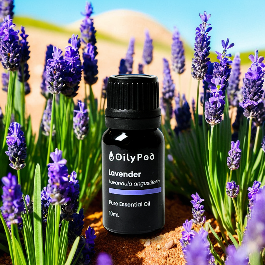 OilyPod Lavender Essential Oil 10ml - 100% Pure & Natural, Calming & Relaxing