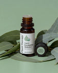 Plant Therapy Eucalyptus Globulus Organic Essential Oil