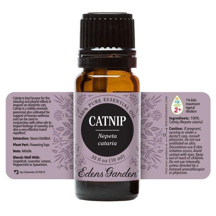 Catnip  Essential Oil 10ml | Plant Therapy Malaysia, Plant Therapy essential oil, Plant Plant Therapy oil online