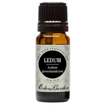 Ledum  Essential Oil 10ml - OilyPod