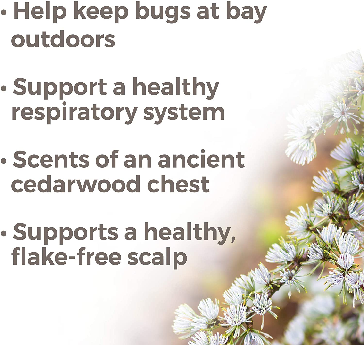 Plant Therapy Cedarwood Atlas Essential Oil - OilyPod