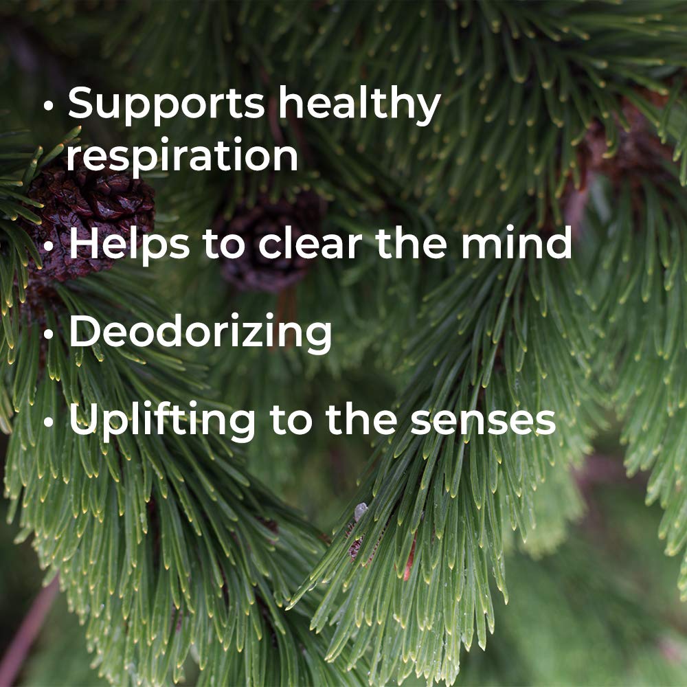 Plant Therapy Douglas Fir Essential Oil - OilyPod