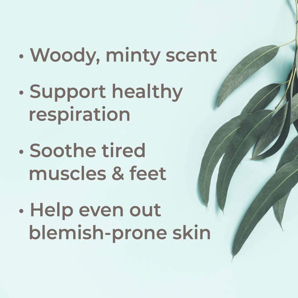Plant Therapy Eucalyptus Dives Essential Oil - OilyPod