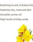 Plant Therapy Evening Primrose Carrier Oil - OilyPod