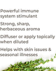 Plant Therapy Thyme Thymol Organic Essential Oil - OilyPod